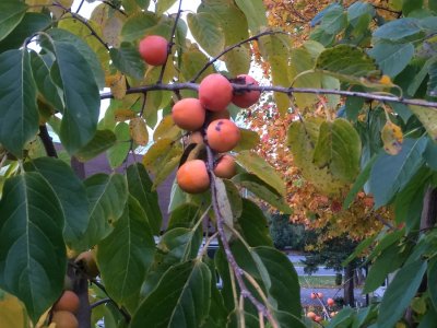 Diospyros virginiana ´Valeene Beauty´ - hardy persimmon/ diospyros lotus /summer 2026/