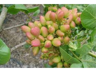 Pistacia vera cv. ´Larnaka´ - female variety /Tree expedition August 2026