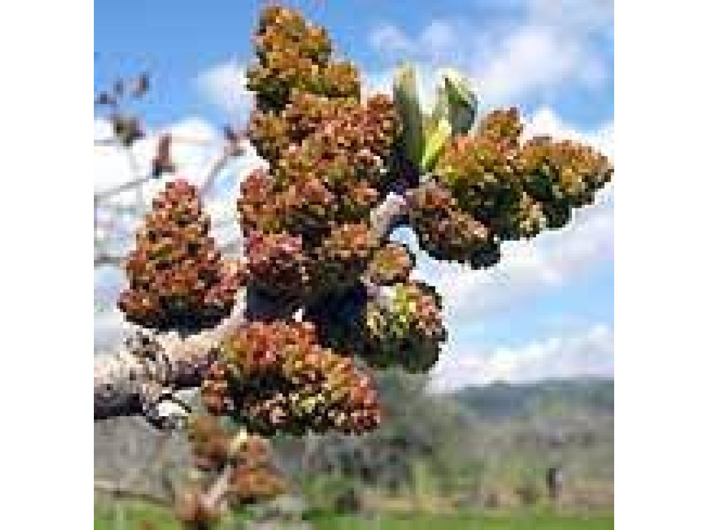 Pistacia vera cv. ´Randy´ - male pollinator plant /Tree expedition August 2026