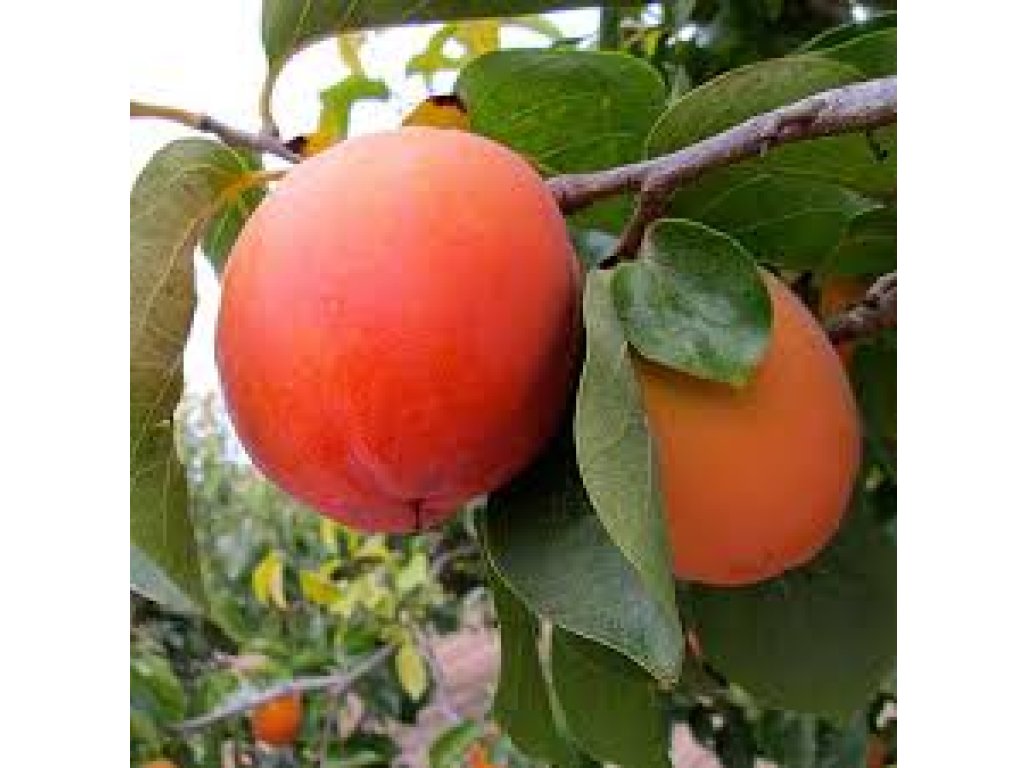 Diospyros kaki ´Rojo Brillante´ - japanese persimmon