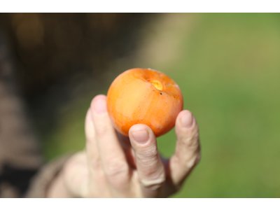 Diospyros virginiana ´H-120´ - hardy persimmon/ diospyros lotus