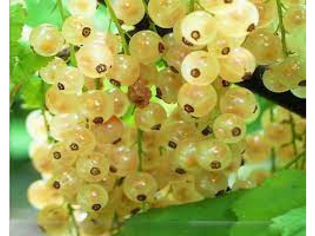 Ribes rubrum ´White in Juteborg´ - White currant tree pot