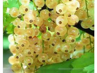 Ribes rubrum ´White in Juteborg´ - White currant tree pot