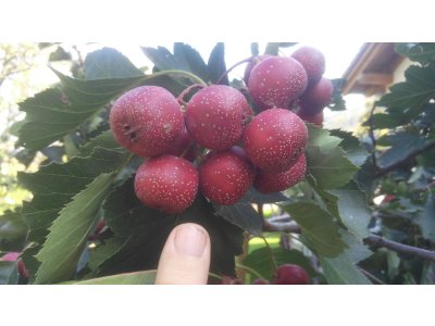 Crataegus pinnatifida ´Big-Mao-Mao´ - big fruit hawthorn