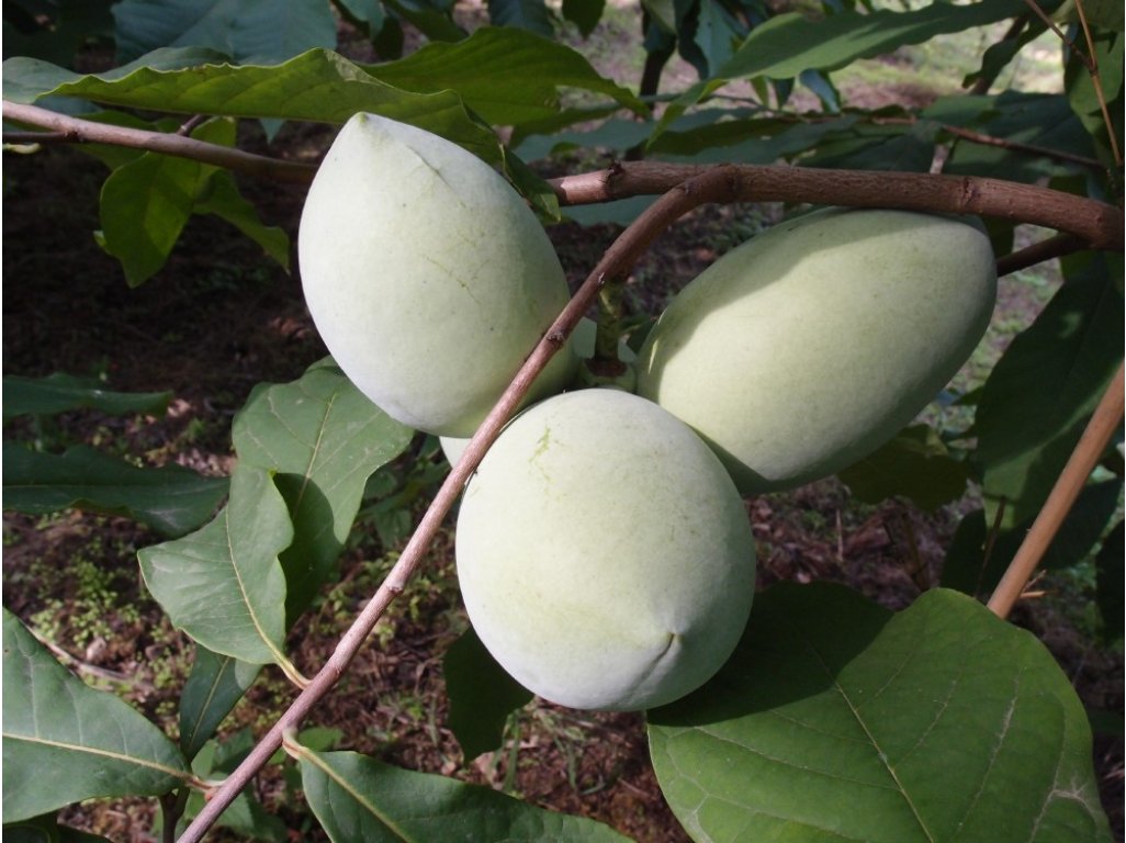Asimina triloba cv. ´Lehman´s Delight 116-20´ -- paw-paw (indian banane)