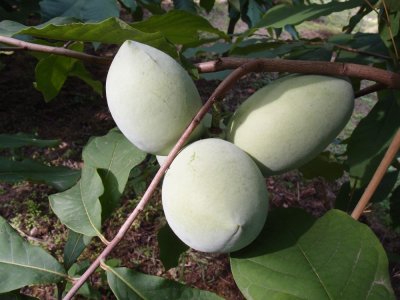 Asimina triloba cv. ´Lehman´s Delight 116-20´ -- paw-paw (indian banane)