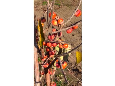 Diospyros x hybrida ´Memory of Mama´ - hardy persimmon