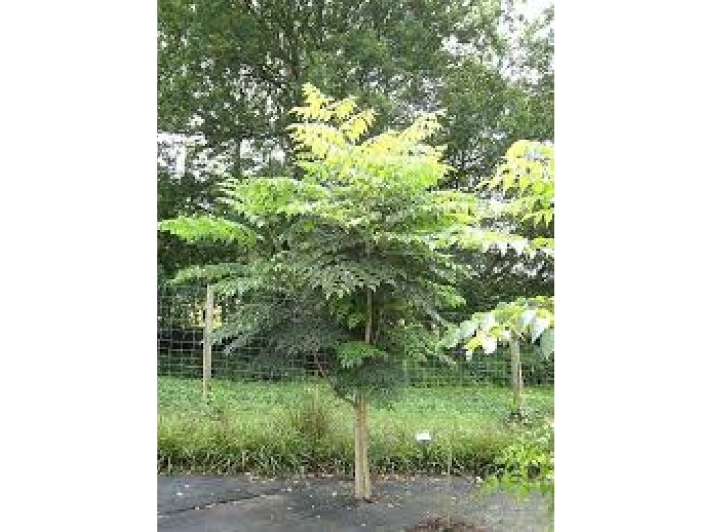 Aralia elata - aralia
