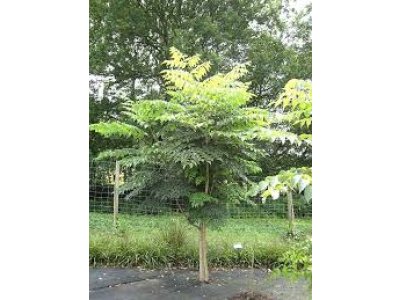 Aralia elata - aralia