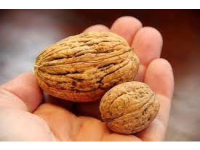 Juglans regia 'Lange van Lod' - king walnut large-fruited variety with megafruits