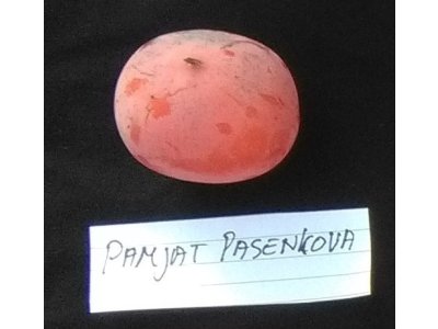 Diospyros x hybrida ´Memory of Pasenkov´ - hardy persimmon/ diospyros lotus