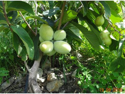 Asimina triloba cv. ´Convis´ - paw-paw (indian banane)