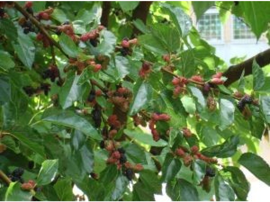 Morus alba ´Milanówek´