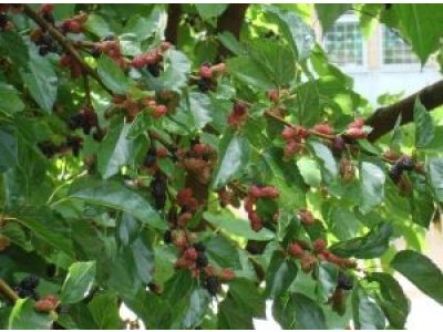 Morus alba ´Milanówek´
