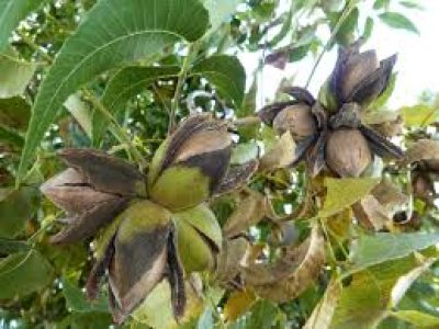 Carya illinoinensis ´Kanza´ - pecan -seedling