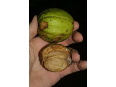 Carya x 'Burton' - hycan