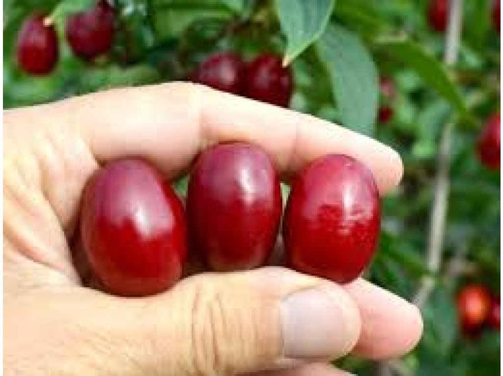 Cornus mas ´Shumen´ - big fruit Cornelian Cherry
