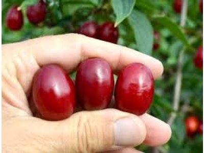 Cornus mas ´Shumen´ - big fruit Cornelian Cherry