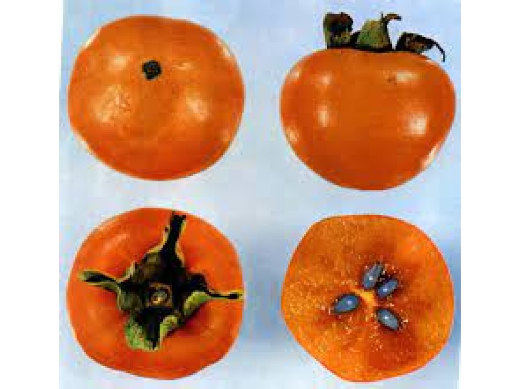 Diospyros kaki ´Koda Gosho' - japanese persimmon/ diospyros lotus