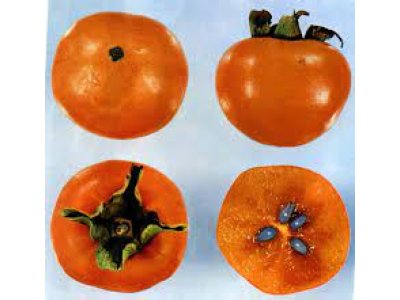 Diospyros kaki ´Koda Gosho' - japanese persimmon/ diospyros lotus