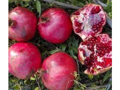 Punica granatum 'Güleyse' - common pomegranate tree