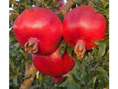 Punica granatum 'Veles' - common pomegranate tree