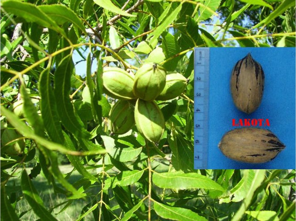 Carya illinoinensis ´Lakota´ - /seedling