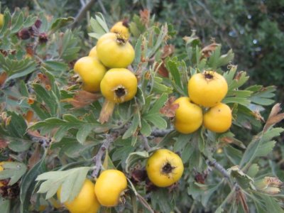 Crataegus pojarkovae 'Aurea' - Pojark's hawthorn