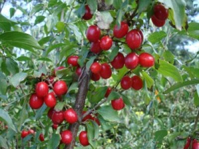 Cornus mas ´Kazanlak´ syn. ´Kasanlaker´ - big fruit Cornelian cherry