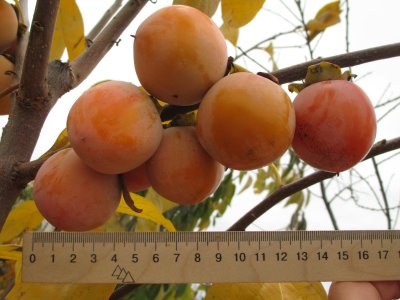 Diospyros x hybrida ´Chuchupaka´ - hardy persimmon /diospyros lotus /SUMMER 2026/