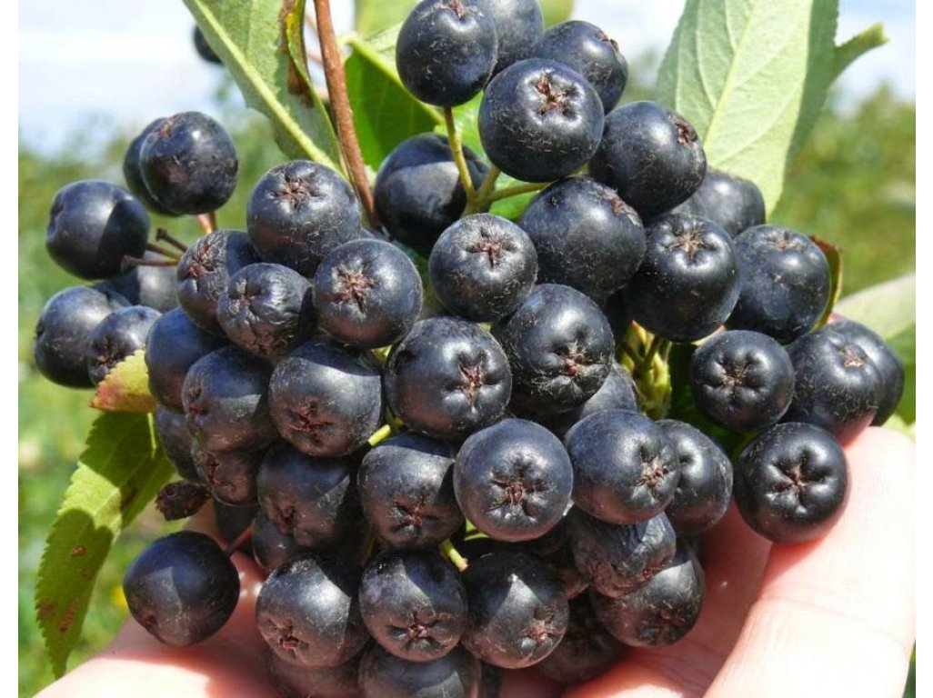 Aronia 'Nero' bush - larger chookeberry
