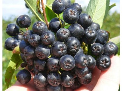 Aronia 'Nero' bush - larger chookeberry
