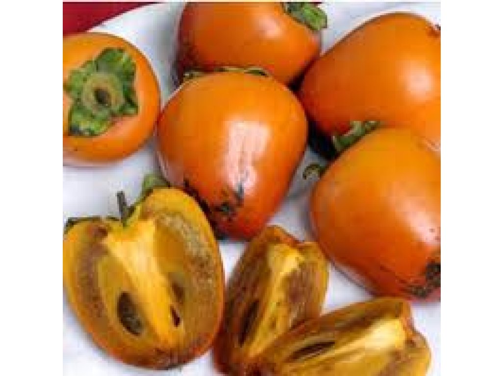 Diospyros kaki ´Chocolatino´ - japanese persimmon