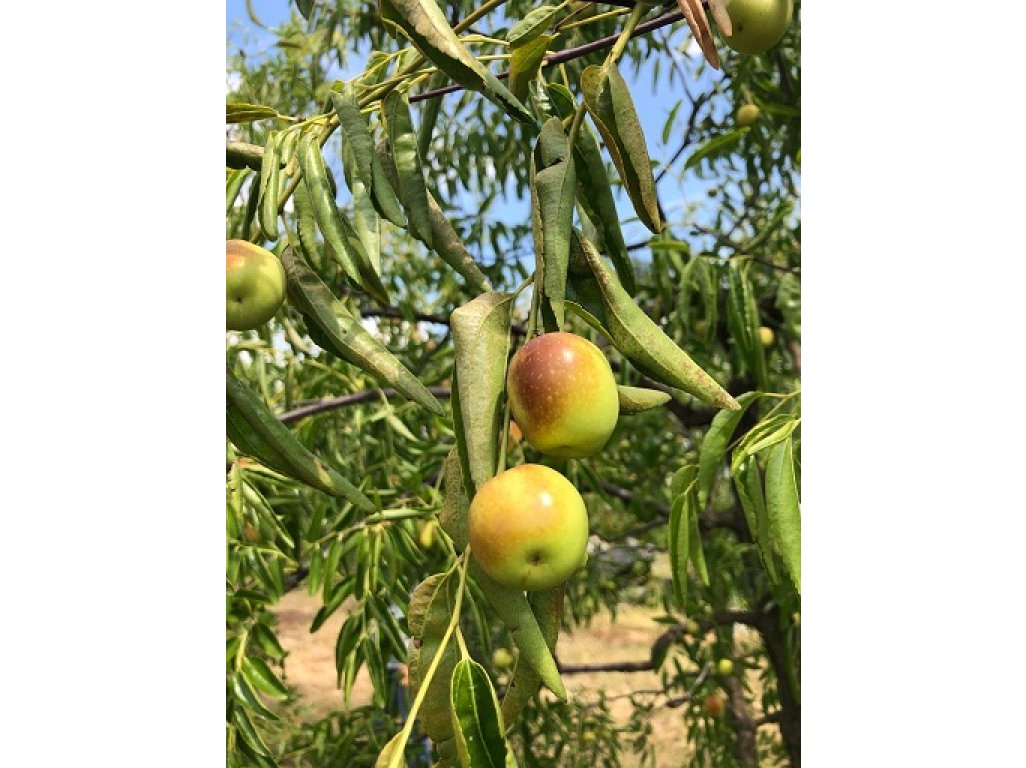 Ziziphus jujuba ´Dong Zao´ - jujube, giugiollo