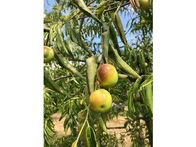 Ziziphus jujuba ´Dong Zao´ - jujube, giugiollo