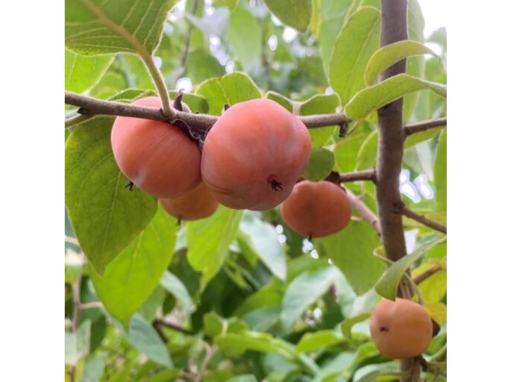 Diospyros virginiana ´Meader´ - hardy persimmon/ diospyros lotus /SUMMER 2026/