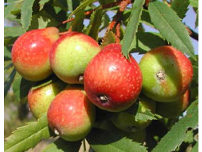 Sorbus domestica 'Lisica' - large-fruited service tree