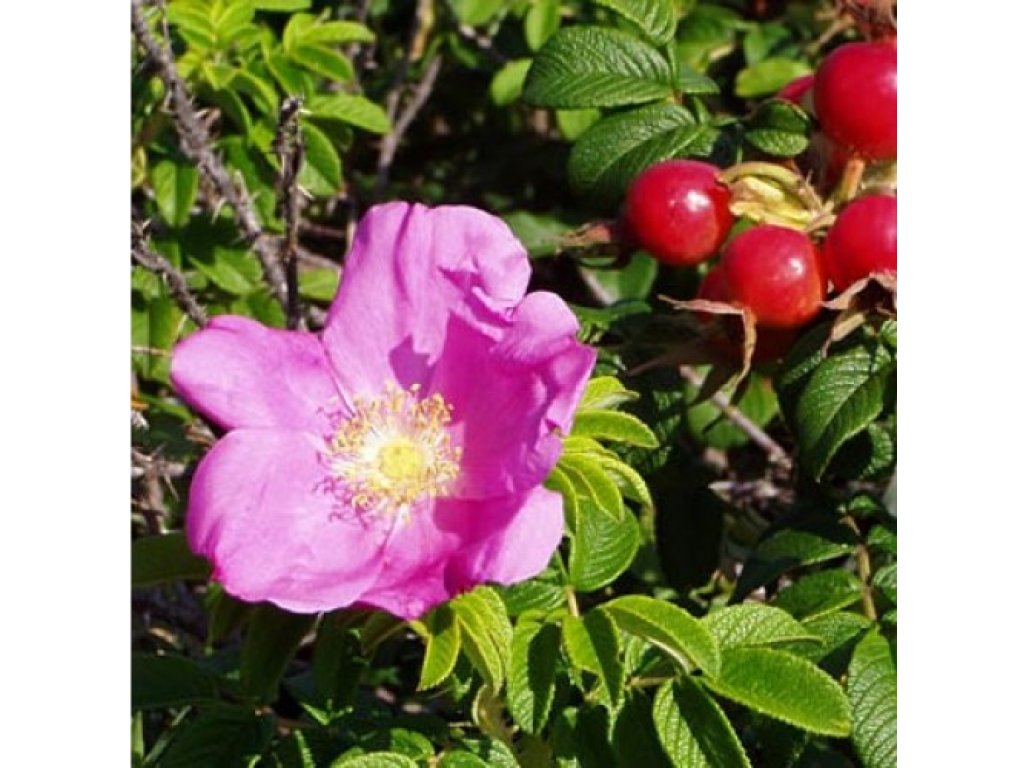 Rosa rugosa 'Rubra' - wild rose