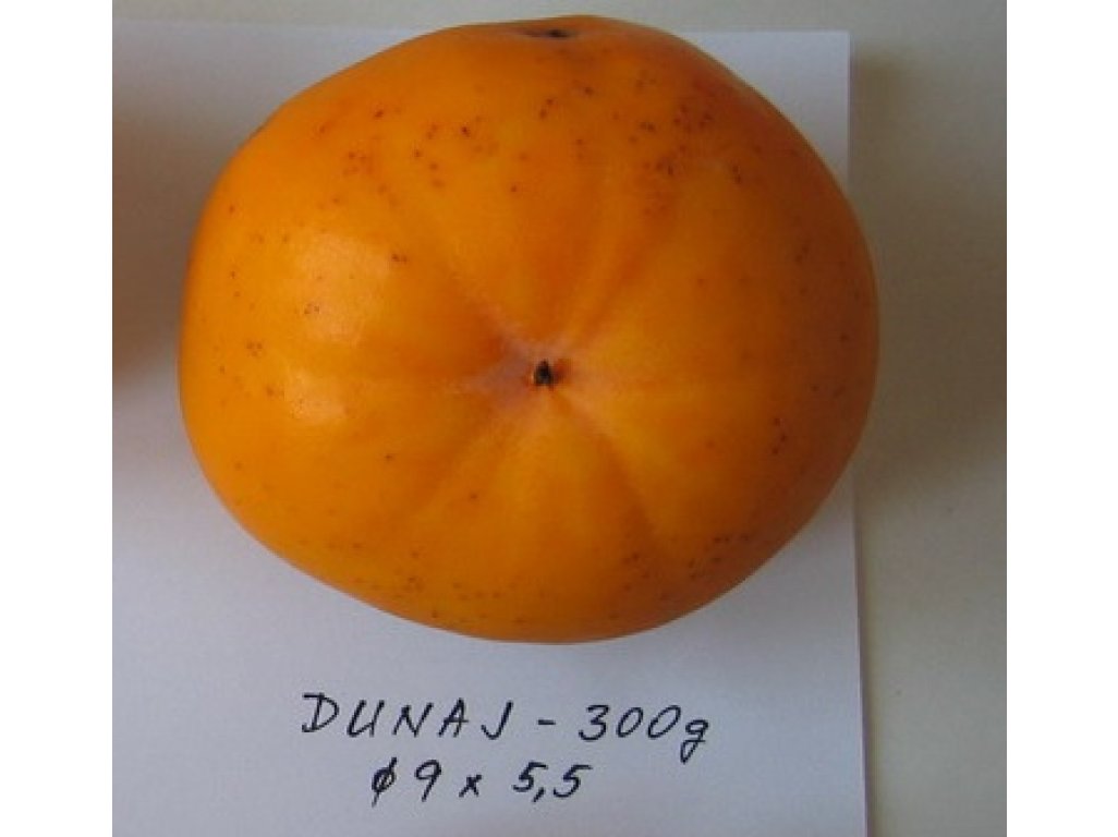 Diospyros kaki ´Dunaj´ - japanese persimmon/ diospyros lotus /SUMMER 2026/