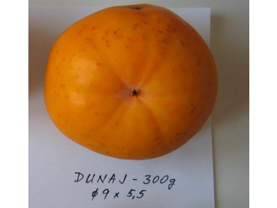 Diospyros kaki ´Dunaj´ - japanese persimmon/ diospyros lotus /SUMMER 2026/