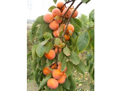 Diospyros x hybrida ´Sosnovskaya´ - hardy persimmon/ diospyros virginiana