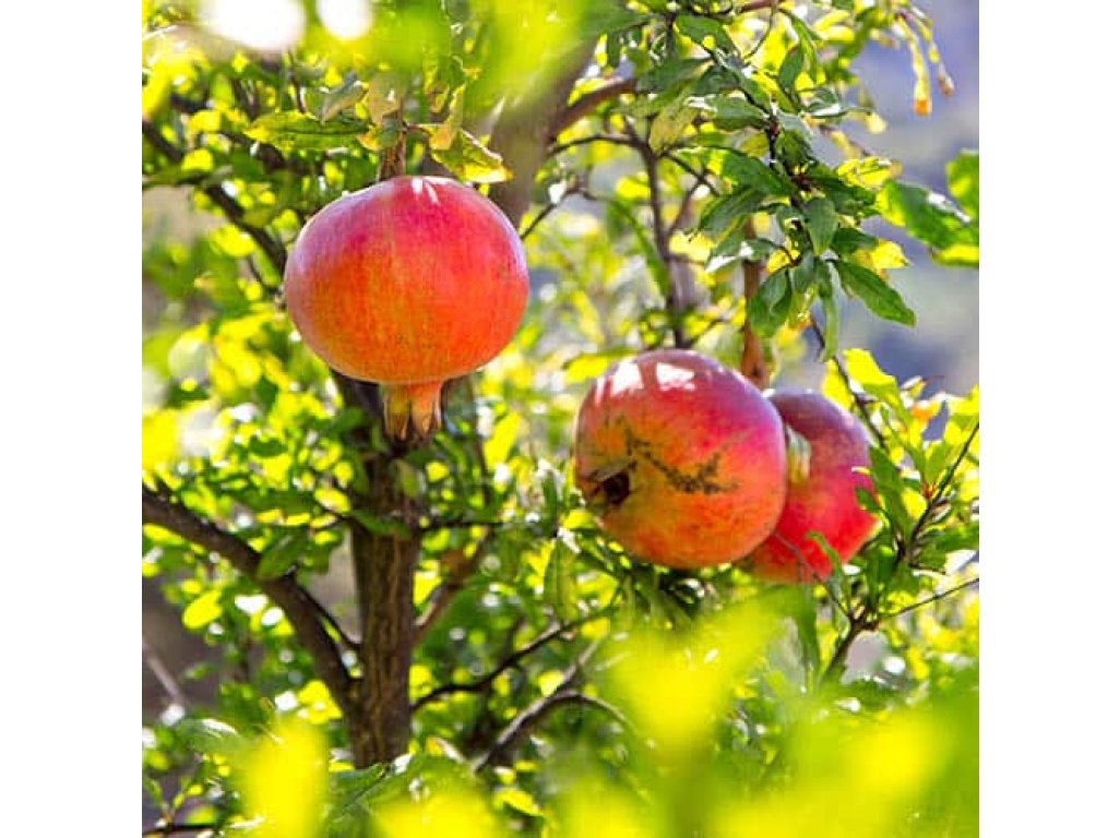Punica granatum 'Maxima Rubra' - common pomegranate tree