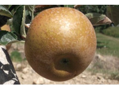 Malus domestica 'Canadian Reneta' - winter variety