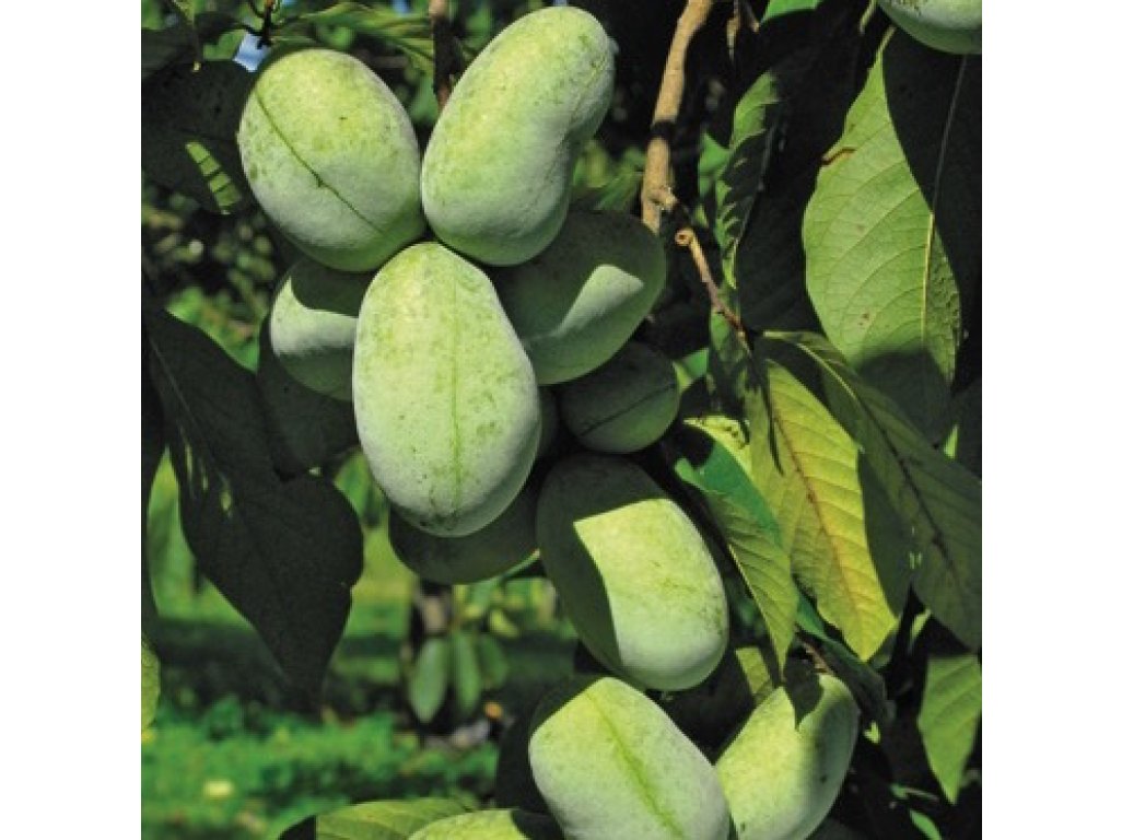 Asimina triloba cv. 'Shenandoah' - paw-paw (indian banane)
