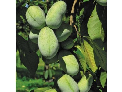 Asimina triloba cv. 'Shenandoah' - paw-paw (indian banane)