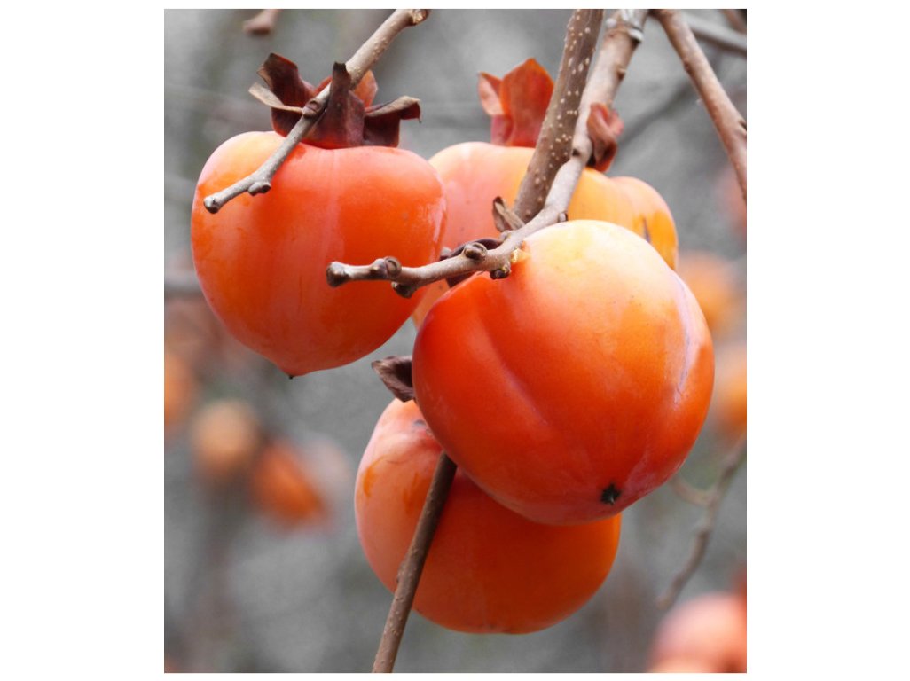 Diospyros kaki ´Rojo Brillante´ - japanese persimmon