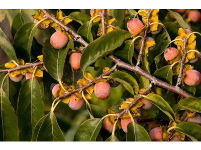Diospyros virginiana - Virgin persimmon