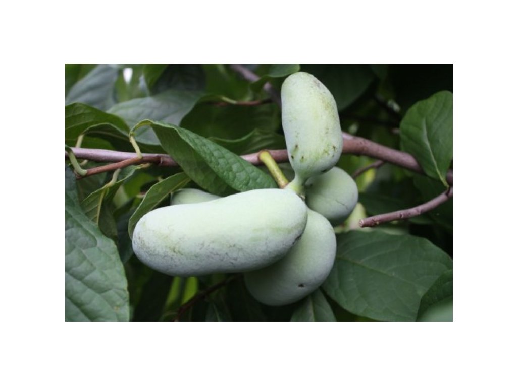 Asimina triloba cv. ´Rebecca´s Gold´ - paw-paw (indian banane) /Tree expedition July 2026