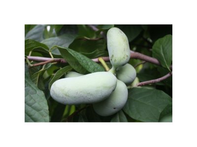 Asimina triloba cv. ´Rebecca´s Gold´ - paw-paw (indian banane) /Tree expedition July 2026