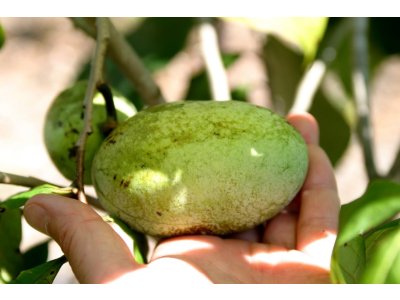 Asimina triloba cv. ´Overleese´ - paw-paw (indian banane) /Tree expedition July 2026